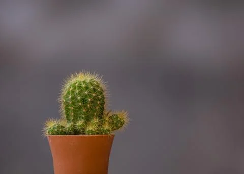 Cactus in a pot with a gray background 写真素材