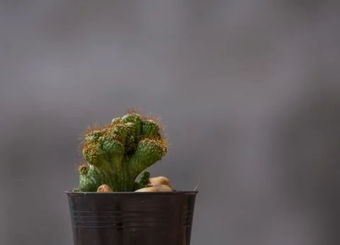Cactus in a pot with a gray background 스톡 사진