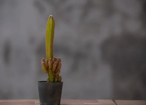 Cactus in a pot with a gray background Fotos Stock