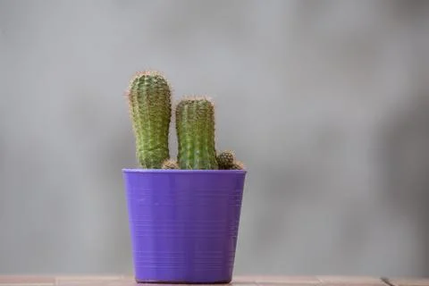 Cactus in a pot with a gray background Fotos Stock