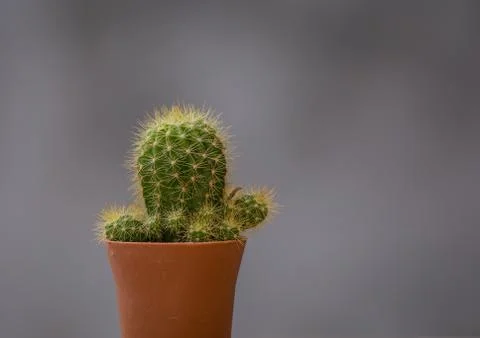 Cactus in a pot with a gray background 스톡 사진