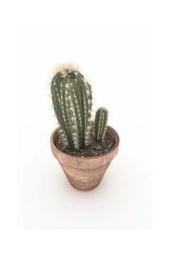 Cactus in a pot Stock Illustration