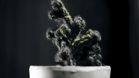 Cactus in a pot. Interesting colors. The camera moves away cinematically. Stock Footage 123378119