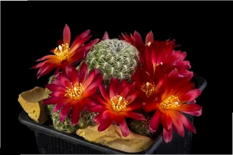 Cactus in a pot isolated in a black background Foto stock