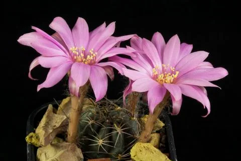 Cactus in a pot isolated in a black background Stock Photos