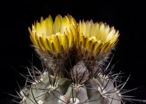 Cactus in a pot isolated in a black background 스톡 사진