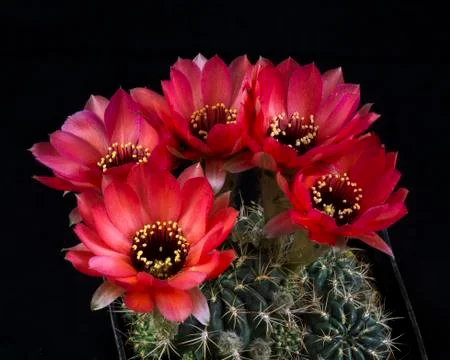 Cactus in a pot isolated in a black background Stock Photos