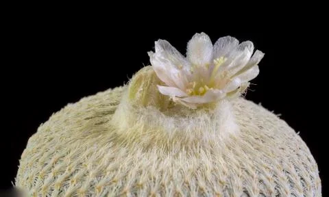 Cactus in a pot isolated in a black background Stock Photos