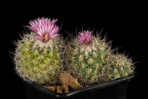 Cactus in a pot isolated in a black background Stock Photos