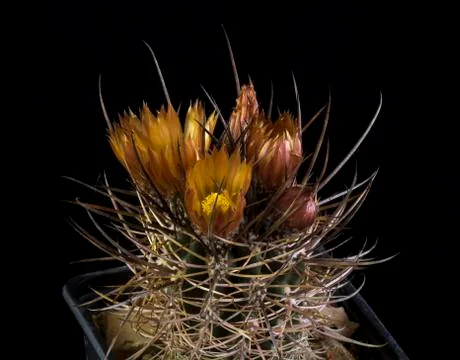 Cactus in a pot isolated in a black background Stock Photos