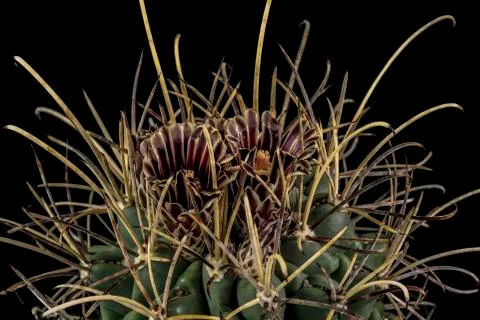 Cactus in a pot isolated in a black background Stock Photos