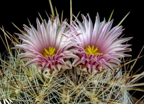 Cactus in a pot isolated in a black background Stock Photos