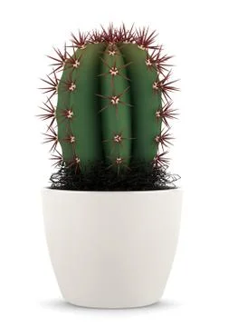 Cactus in pot isolated on white background Stock Illustration