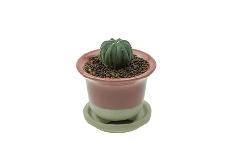 Cactus in a pot isolated on white the background. Stock Photos