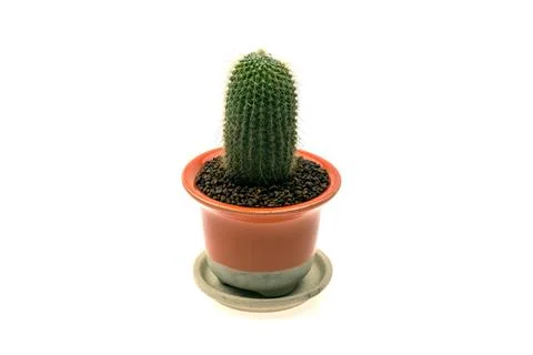 Cactus in a pot isolated on white the background. Stock Photos