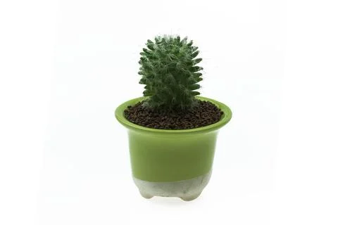 Cactus in a pot isolated on white the background. Stock Photos