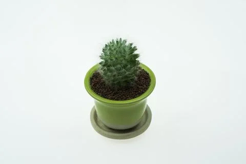 Cactus in a pot isolated on white the background. Stock Photos