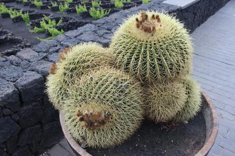 Cactus in pot at Lanzarote Foto stock