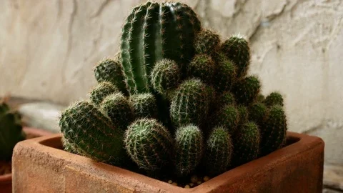 Cactus in a pot, pan shot Stock Footage 84607629