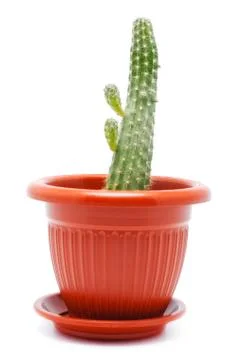 Cactus pot Stock Photos