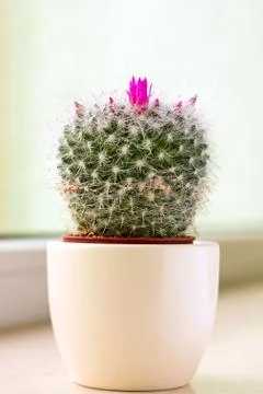 Cactus in a pot Stock Photos