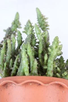 Cactus in pot. Stock Photos