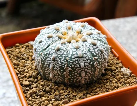 Cactus in a pot. Stock Photos