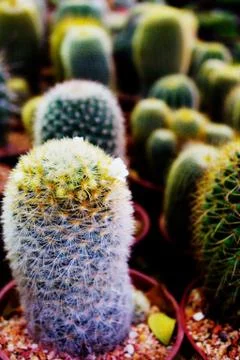 Cactus in pot Foto stock