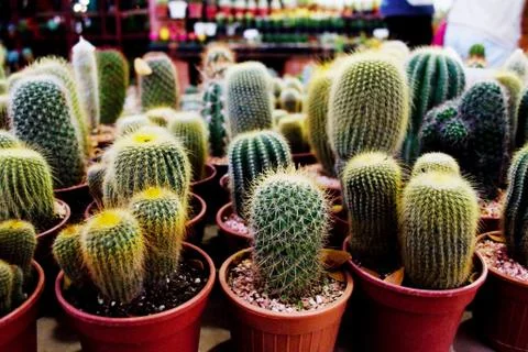 Cactus in pot Stock Photos