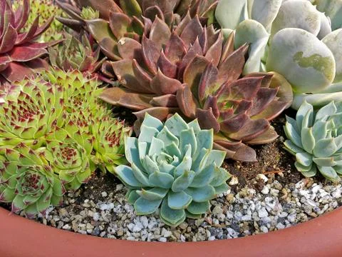 Cactus in pot Stock Photos