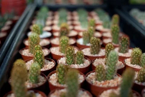 Cactus in a pot Stock Photos