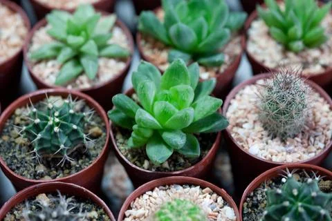 Cactus in a pot Stock Photos