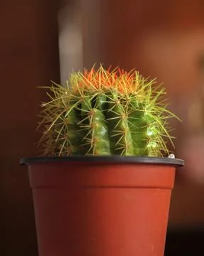 CACTUS ON POT Stock Photos