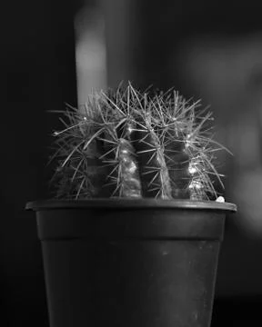 CACTUS ON POT Stock Photos