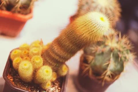 Cactus in a pot Stock Photos