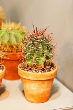 Cactus in a pot Stock Photos