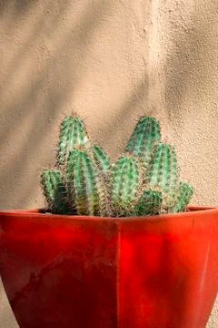 Cactus in a Pot Stock Photos