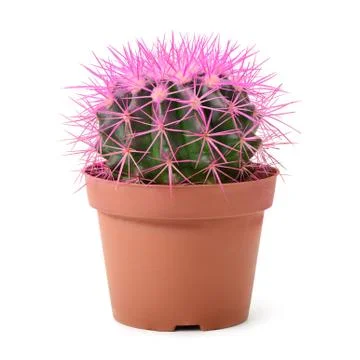 Cactus in a pot Stock Photos