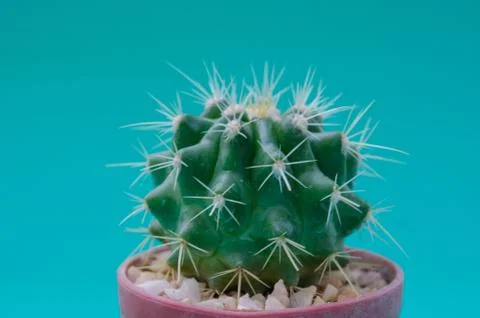 Cactus in pot Foto stock