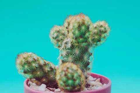 Cactus in pot Stock Photos