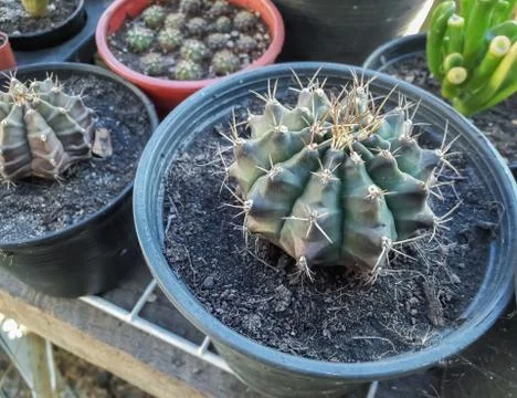 Cactus in a pot Stock Photos