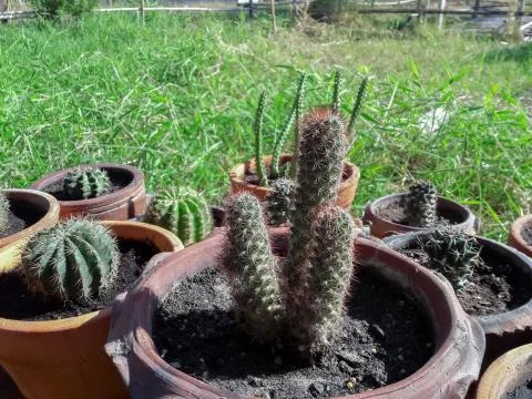 Cactus in a pot Stock Photos