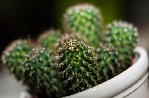 Cactus in pot Stock Photos