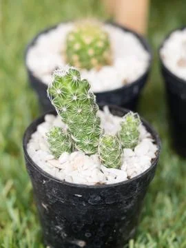Cactus in pot Stock Photos