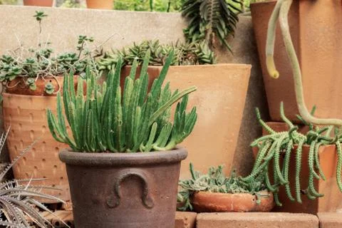 Cactus on pot. Stock Photos