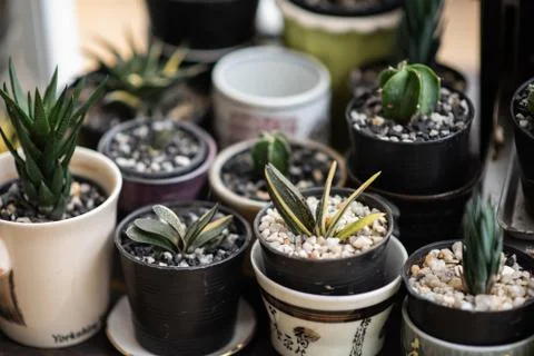 Cactus in the pot Stock Photos