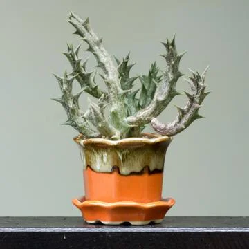 Cactus in a pot Stock Photos