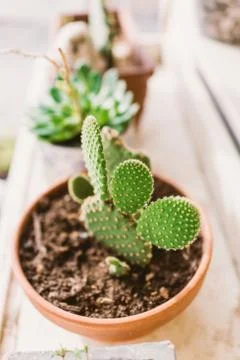 Cactus in a pot Stock Photos