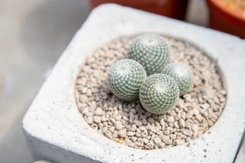 Cactus in pot Stock Photos
