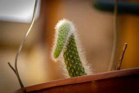 Cactus in a pot Stock Photos